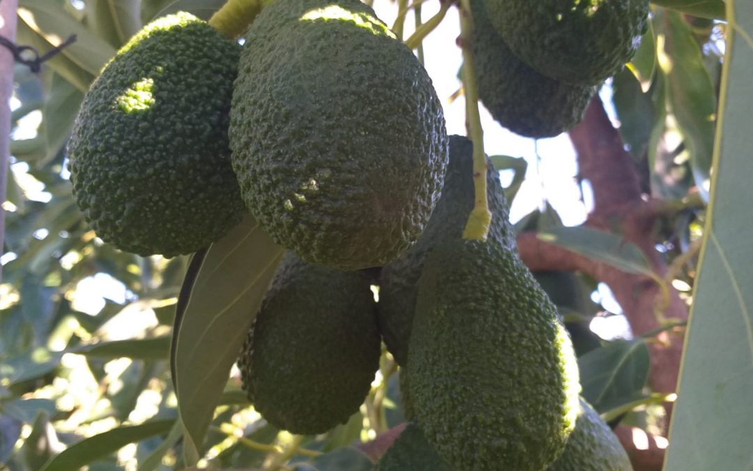 Why do we love HASS avocados so much?