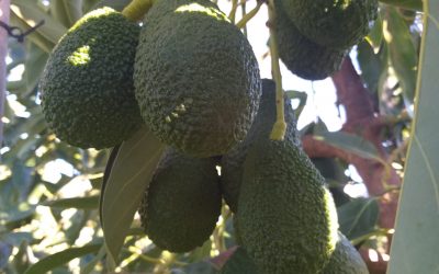 ¿Por qué nos gusta tanto el aguacate HASS?